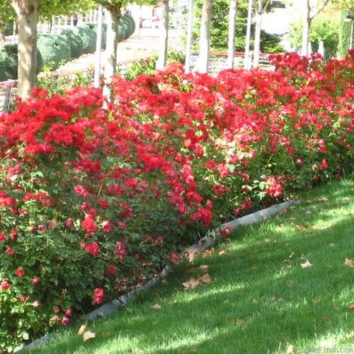 Vörös - Szimpla virágú - magastörzsű rózsafa- bokros koronaforma